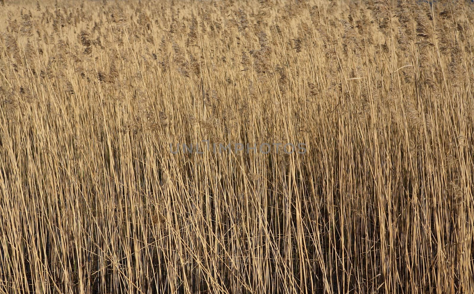Reeds at seashore