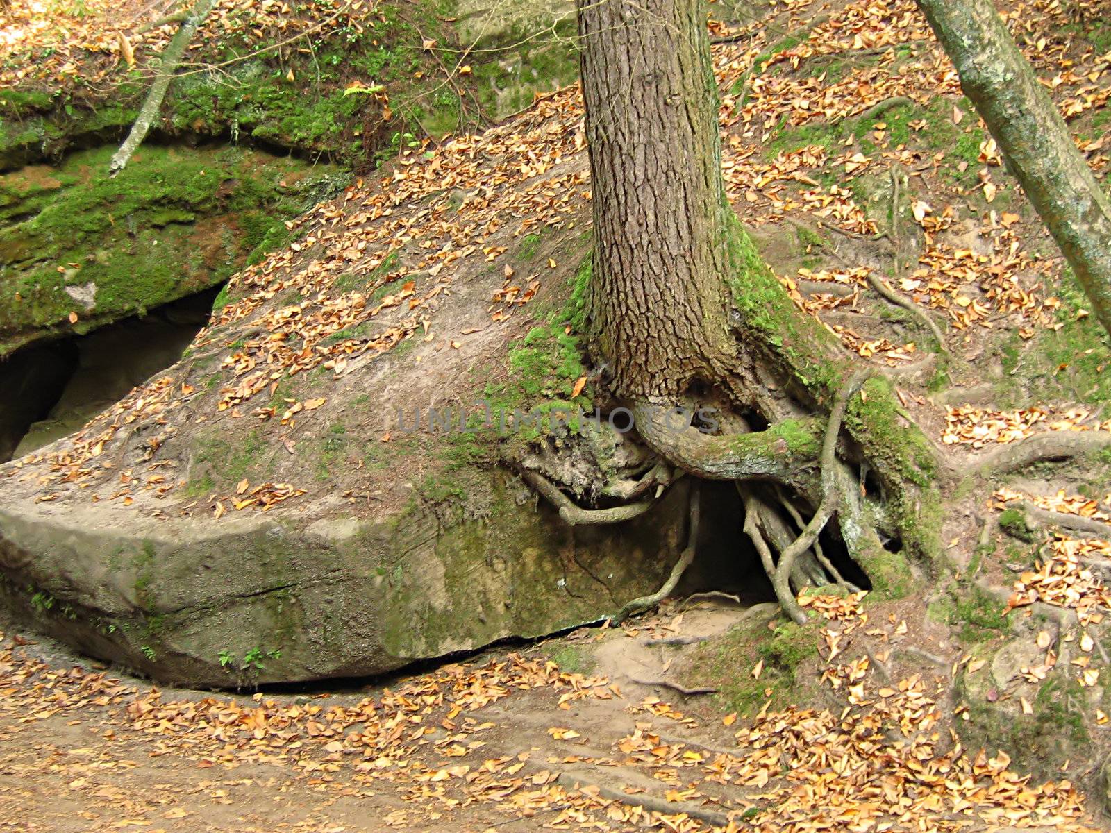 A photograph of tree roots detailing their twisted shape.