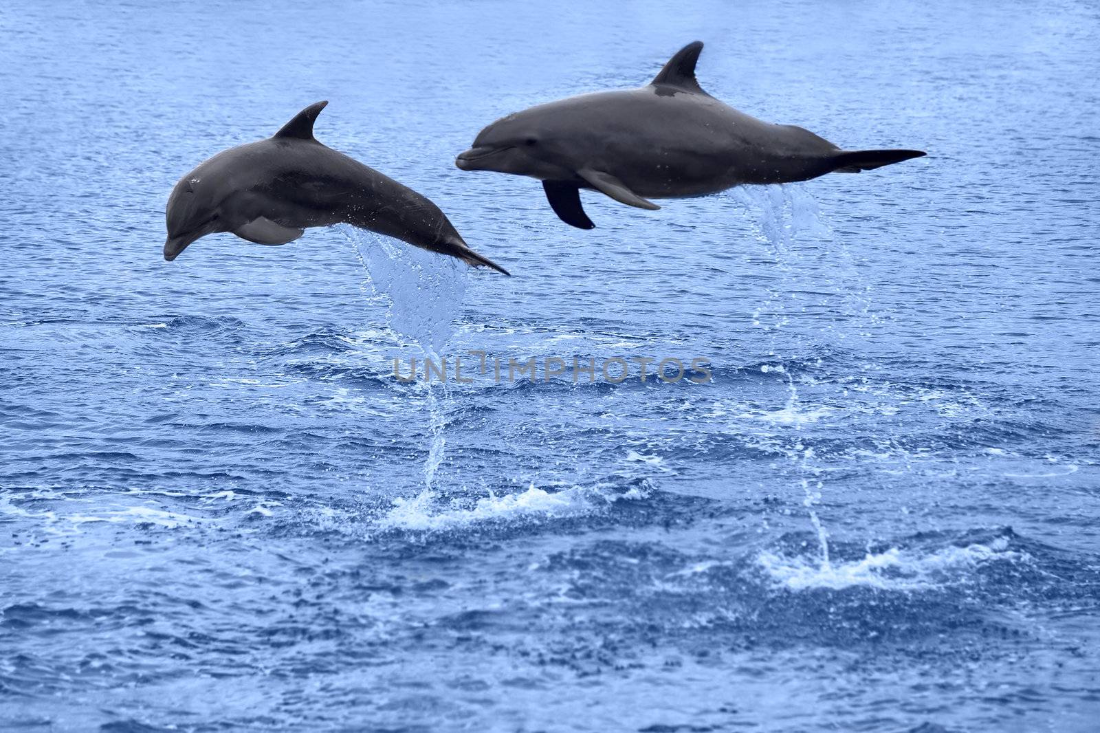 Two dolphins jumping in the Caribbean sea