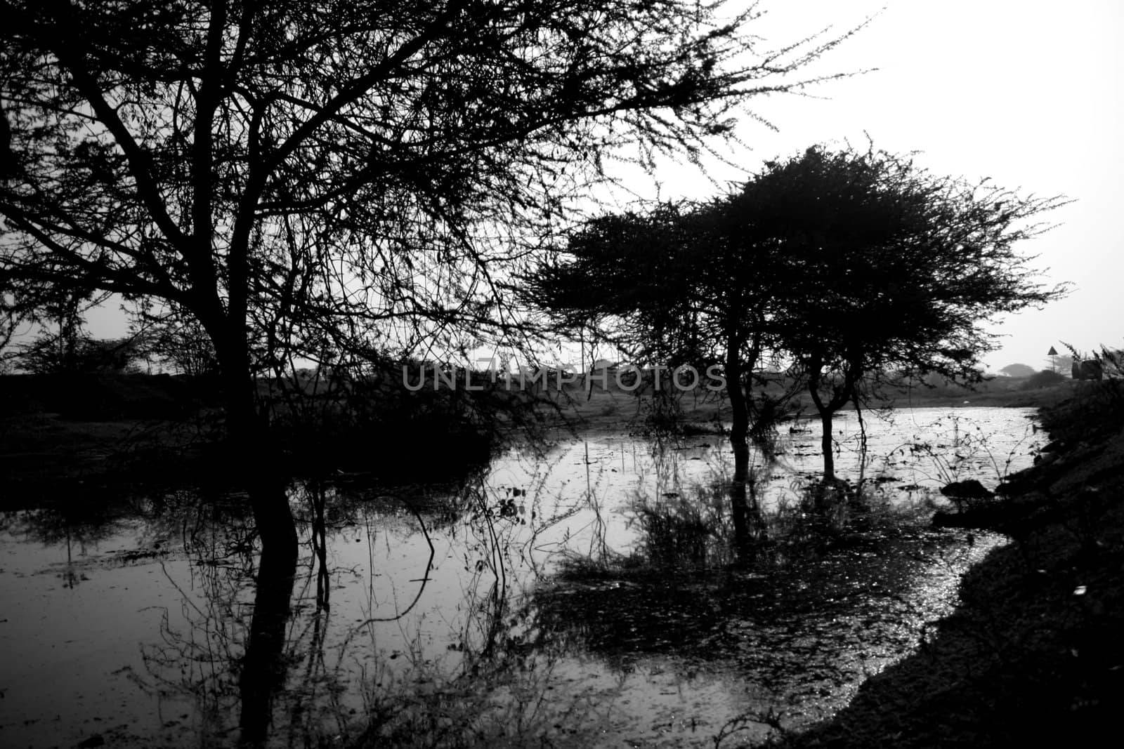 A black & white image of dry trees in water.