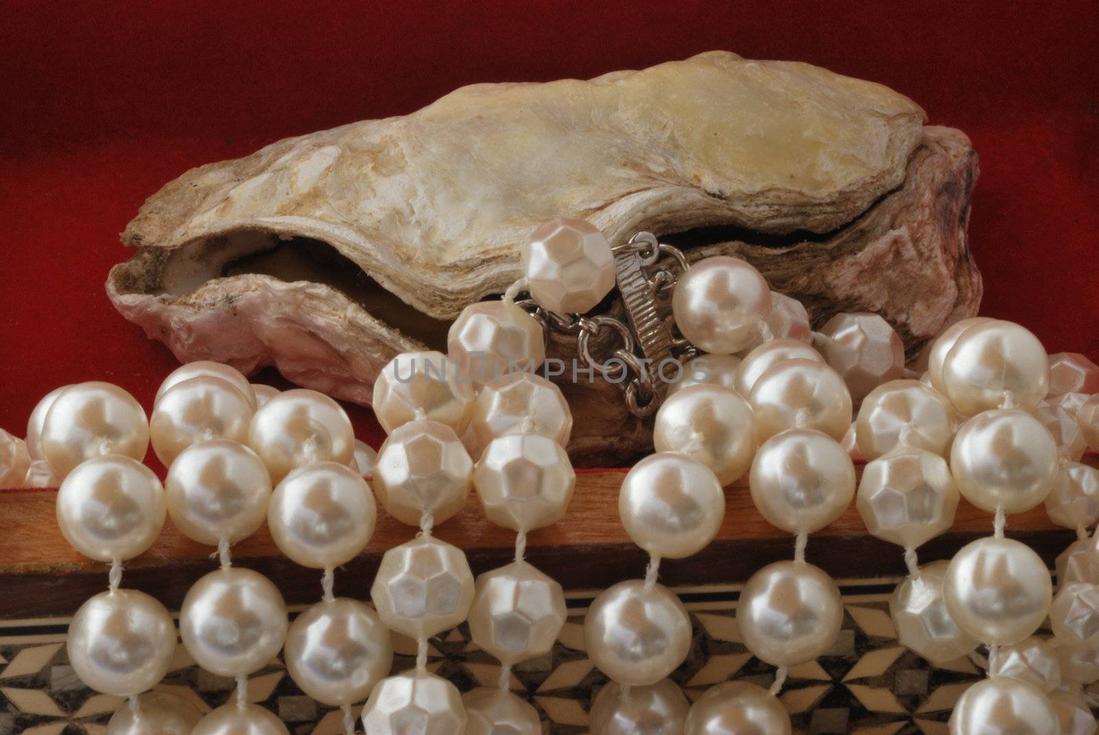 oyster with pearls by pauws99