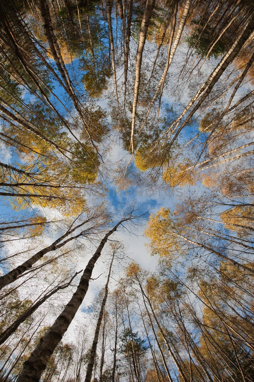 Sky in birch forest. by SURZ