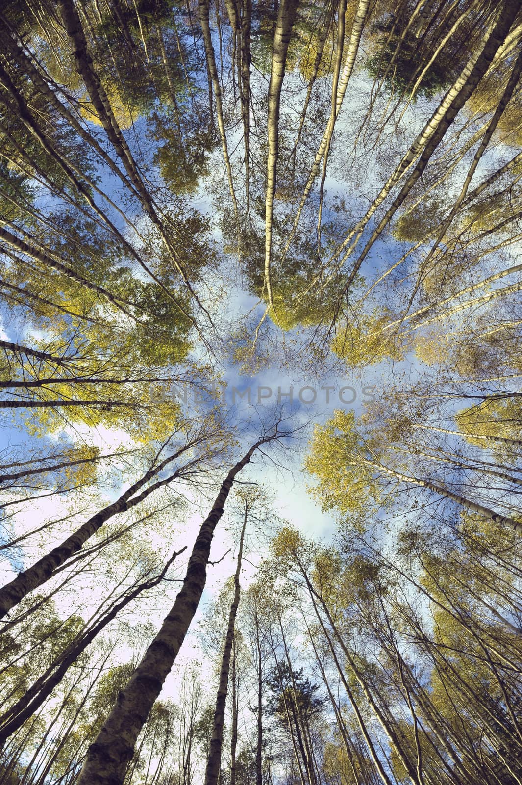 Sky in birch forest. Looking up in birch forest with wide angle lens