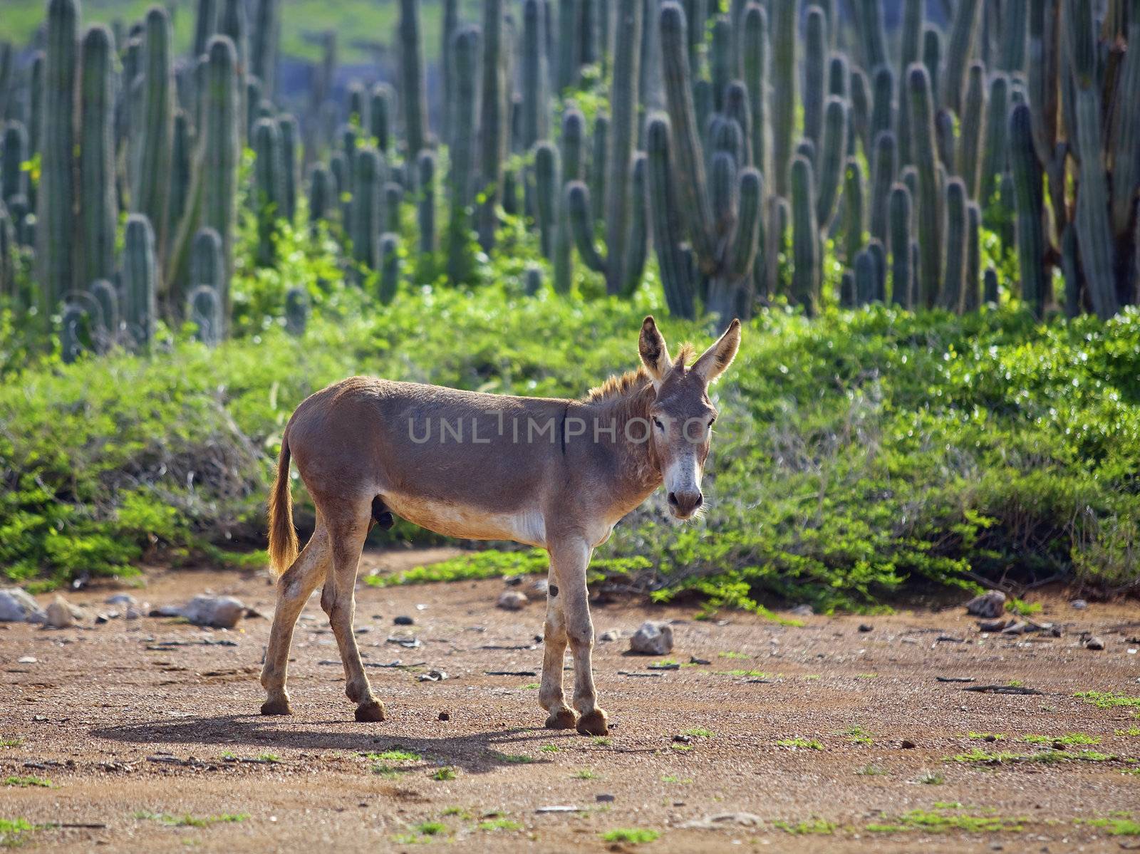 Wild Spanish donkey among cactuses on Bonaire, Caribbean