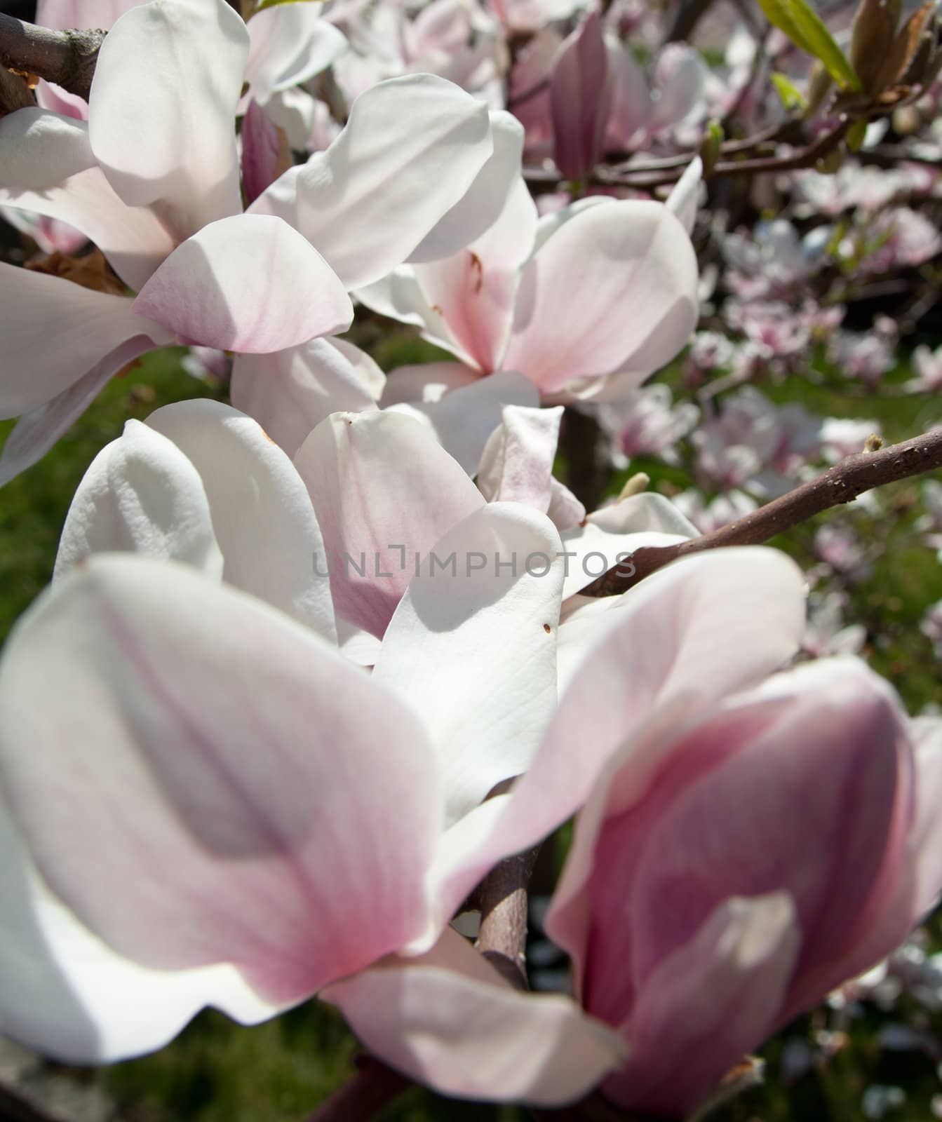 close up of magnolia flower in white and purple