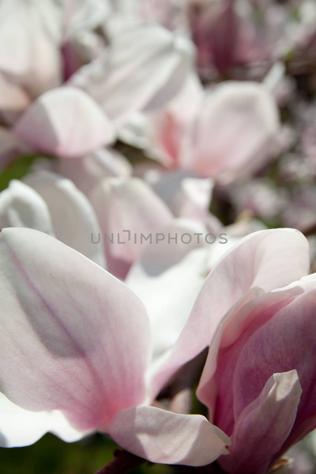 close up of magnolia flower in white and purple