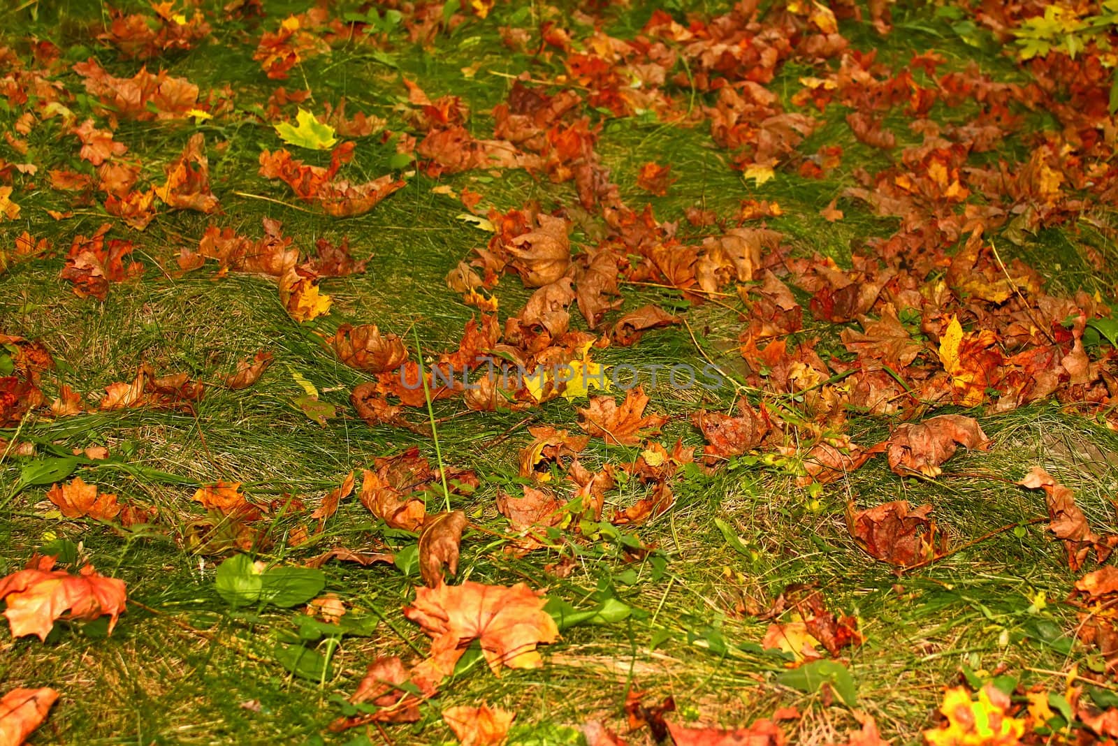 Autumn in the forest. Colorful fallen maple leaves on green grass