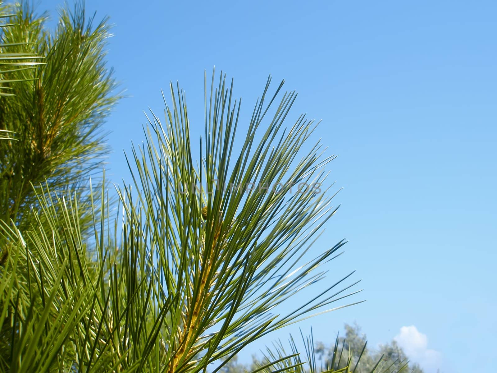 Young shoots of pine trees against blue sky 