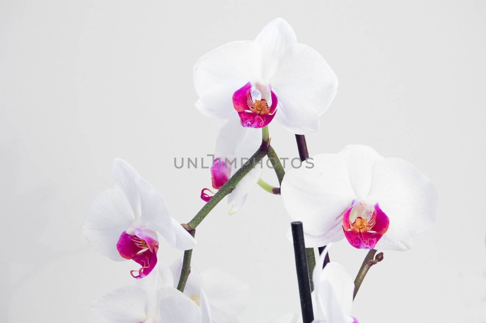 Beautiful white orchid on a grey background