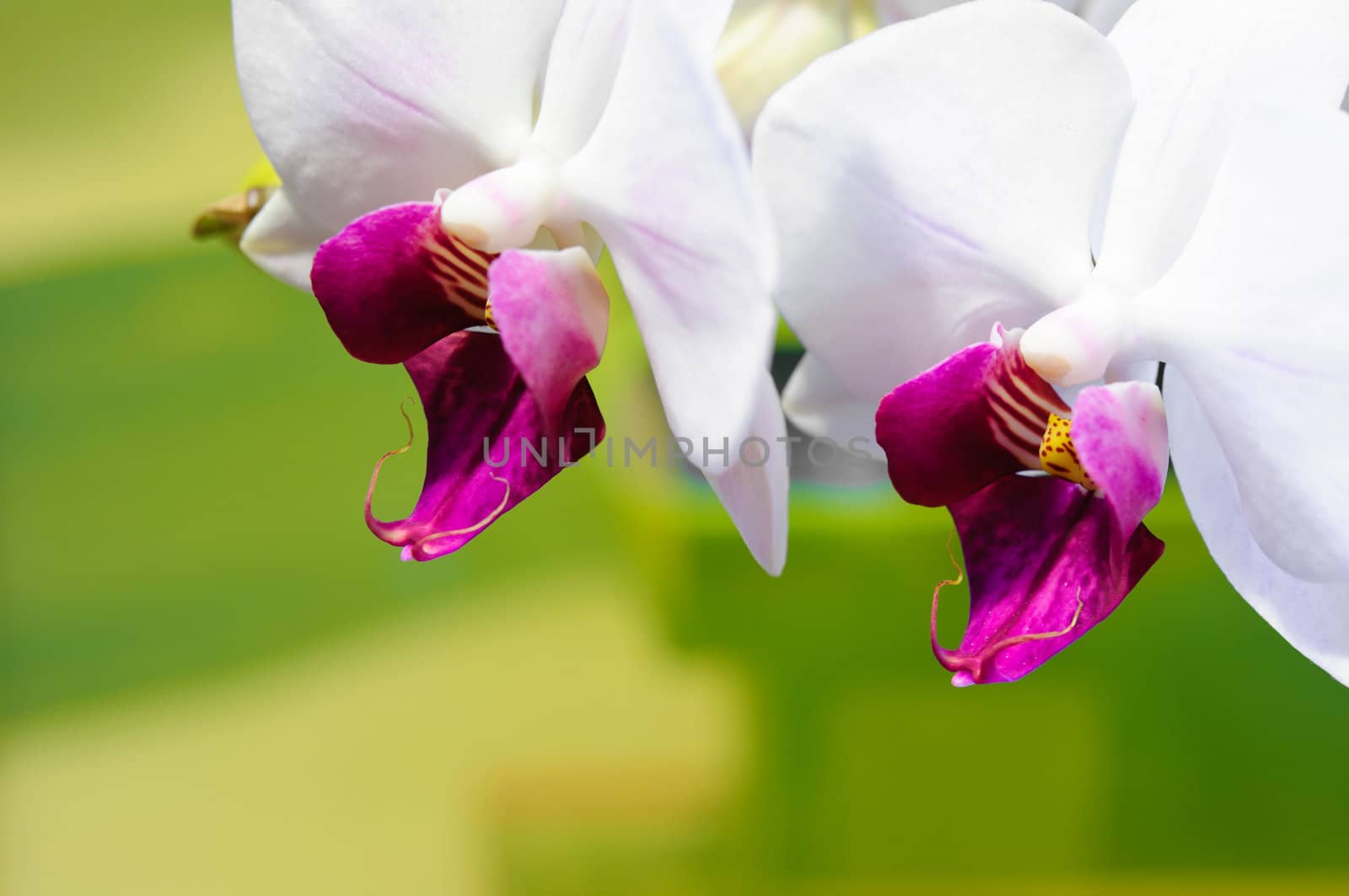 Beautiful white orchid on a green background