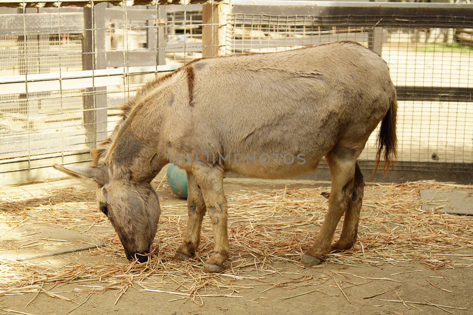A donkey eating in the cage in the zoo