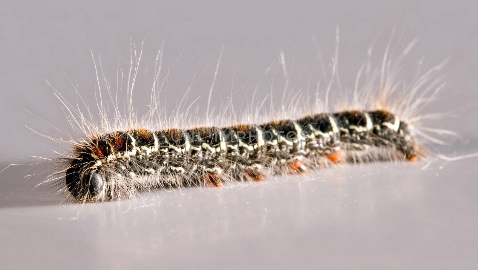 Hairy caterpillar on a gray background