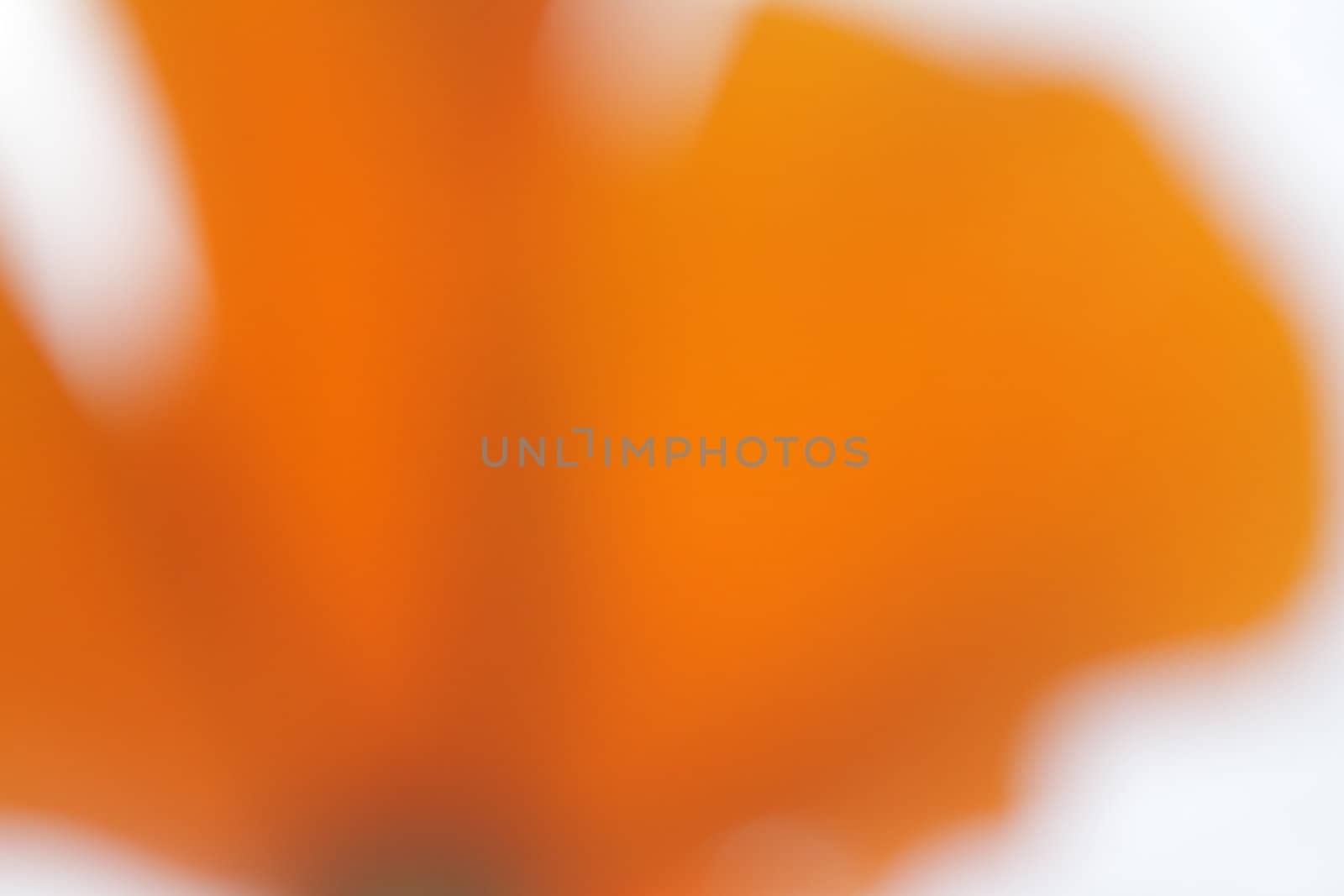 Abstract shape formed by bright orange flower