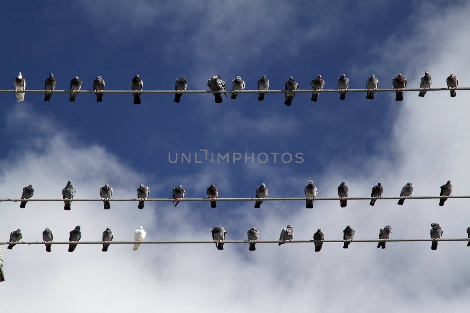 Birds on electrical wires by pulen