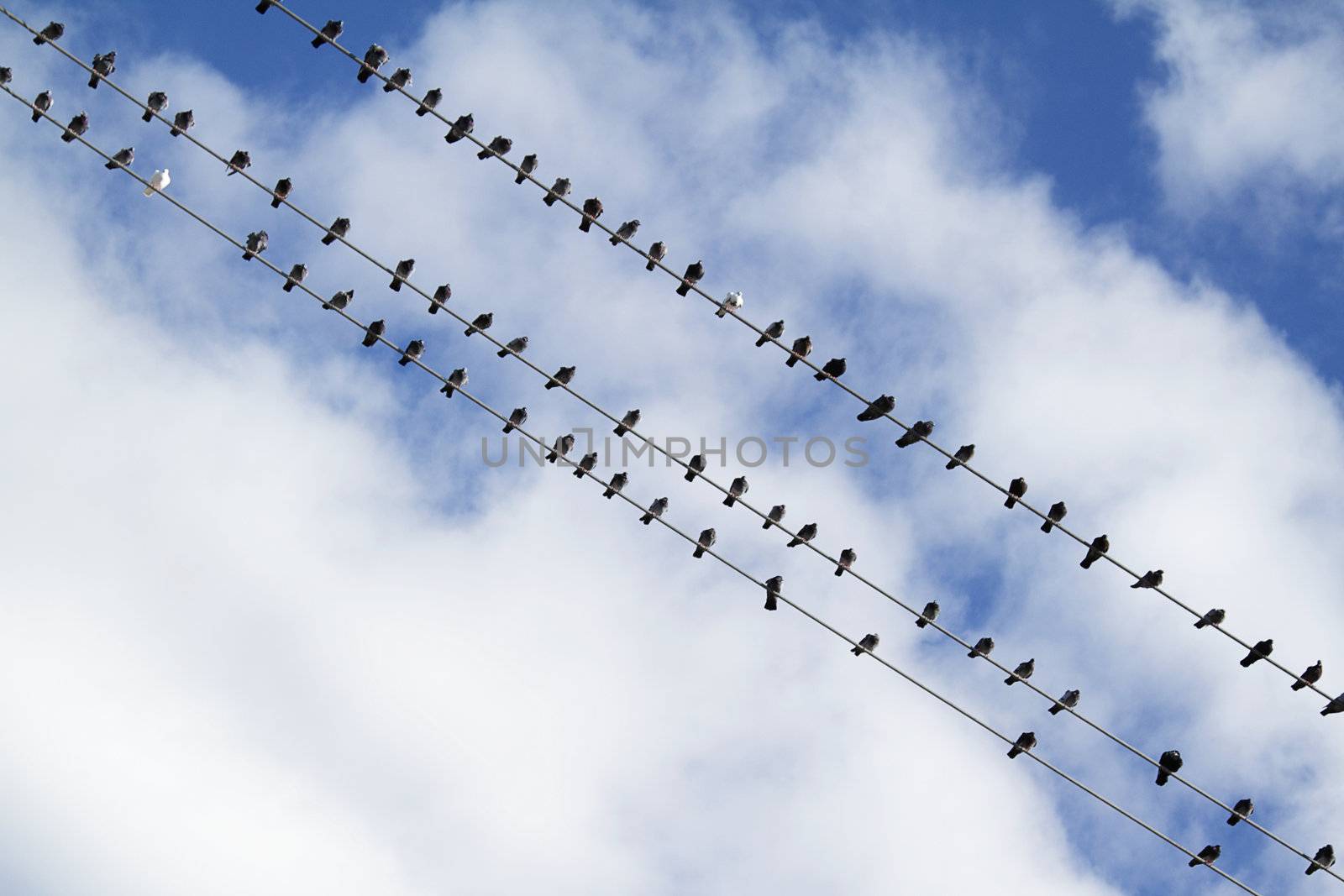 Flock of birds sitting on electric wire with cloudy sky as a background