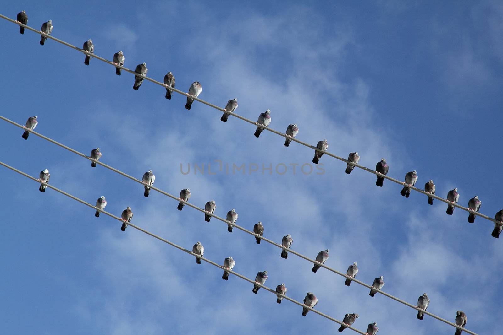Birds on electric wire by pulen