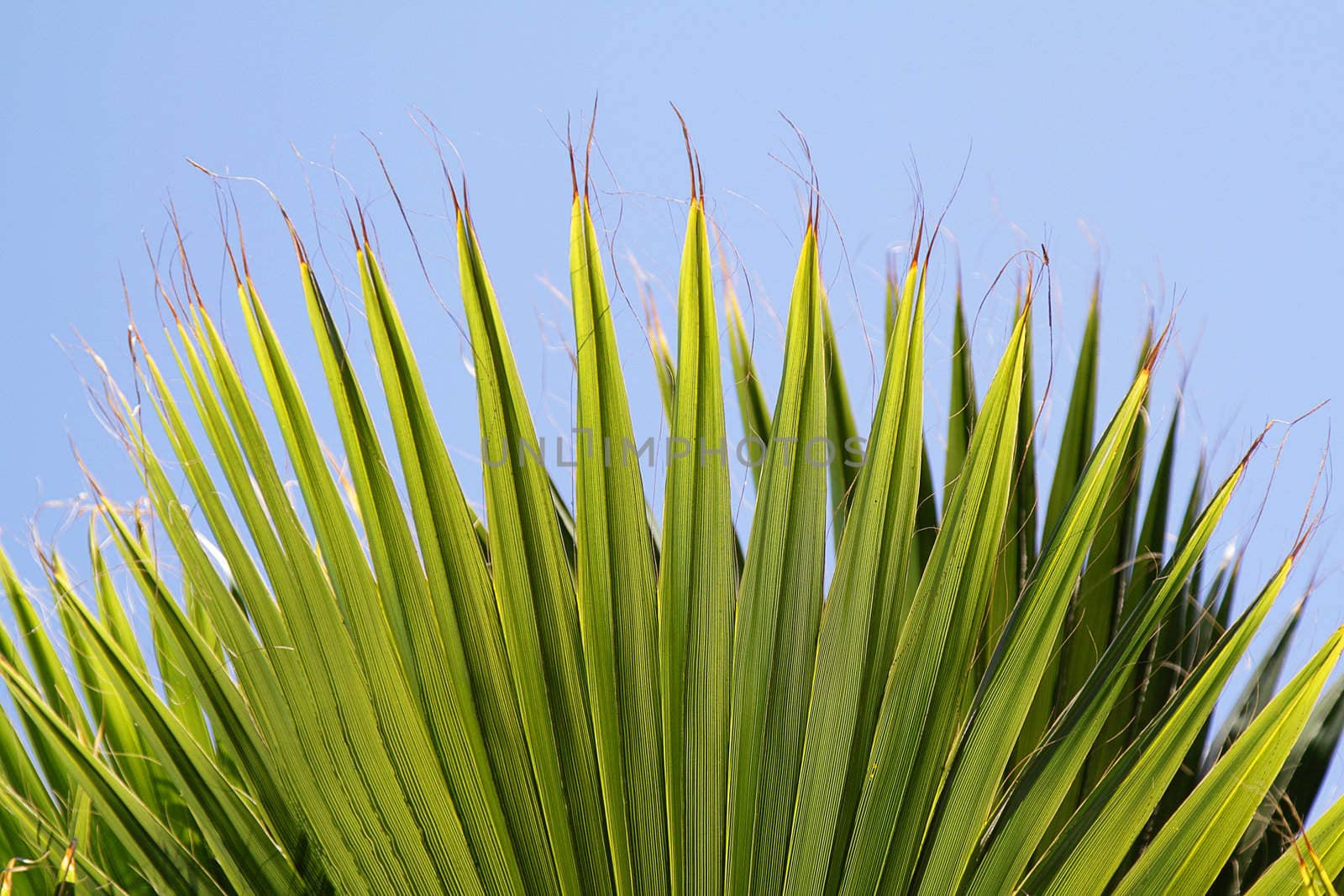 Palm leaves by pulen