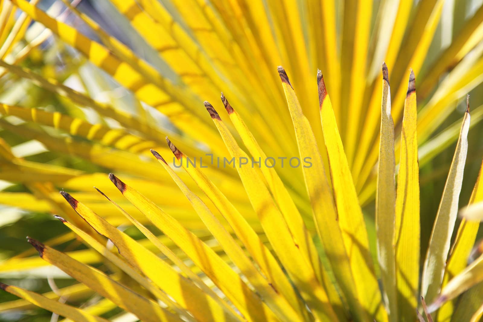 Bright yellow palm leaves on a sunny day, good as a background