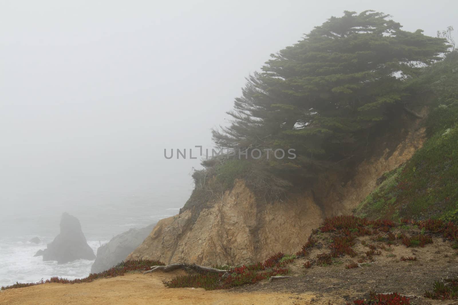 Cliff, covered with grass, with a conifer in foggy day