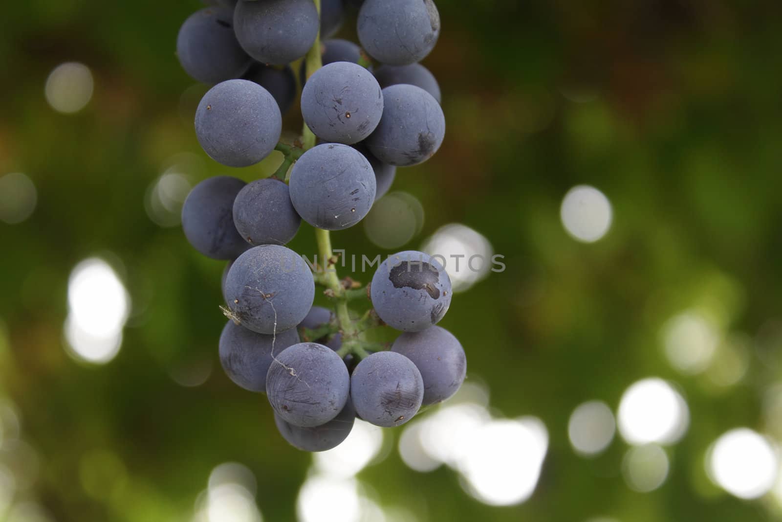 Blue grapes in the garden by pulen