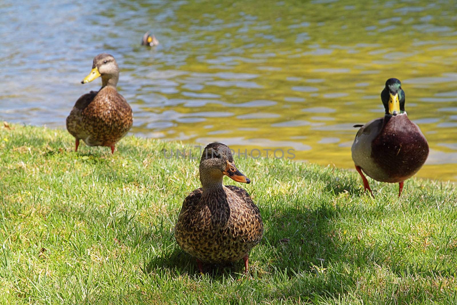 Three ducks near the pond on sunny day