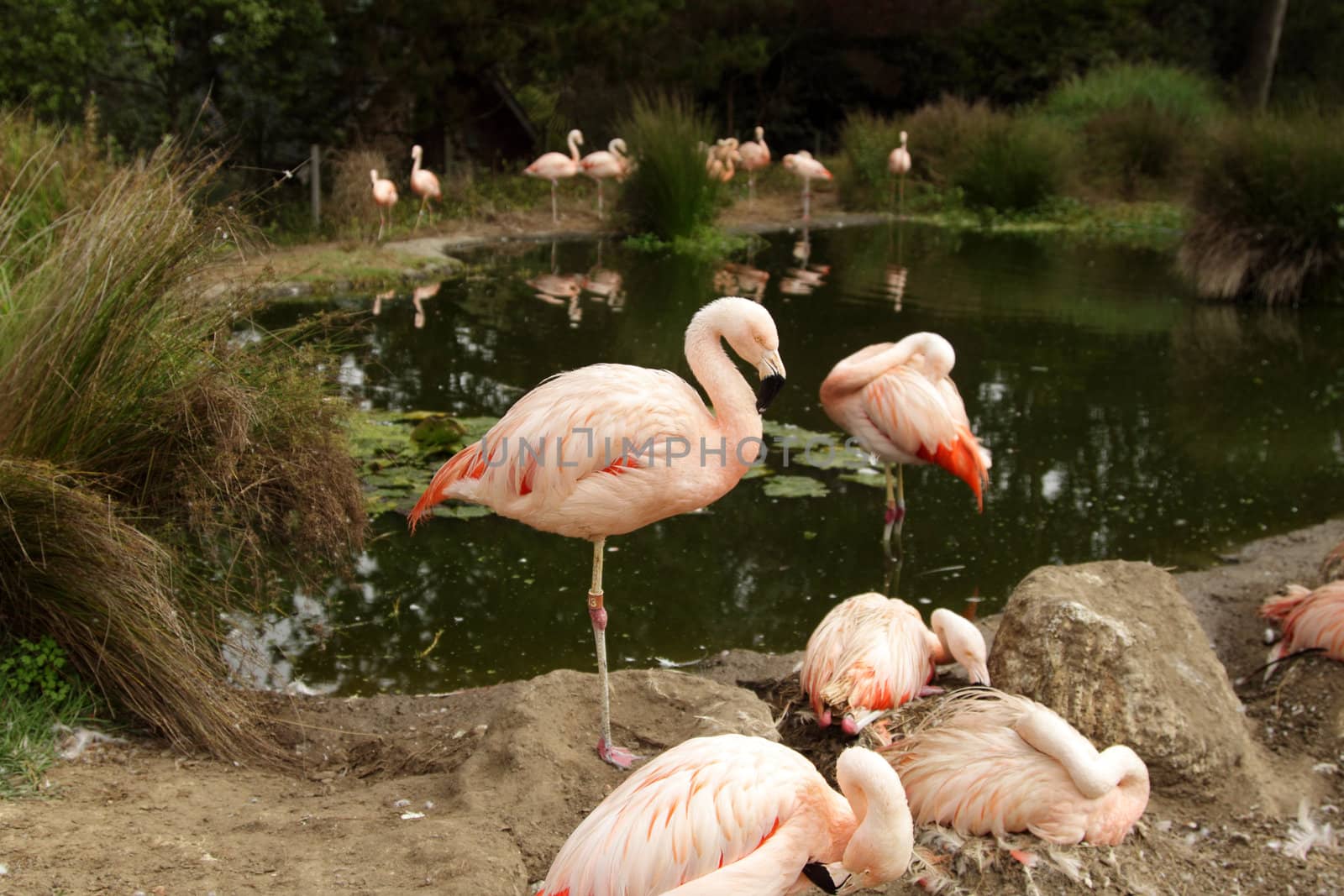 A group of flamingos in the zoo near the pond