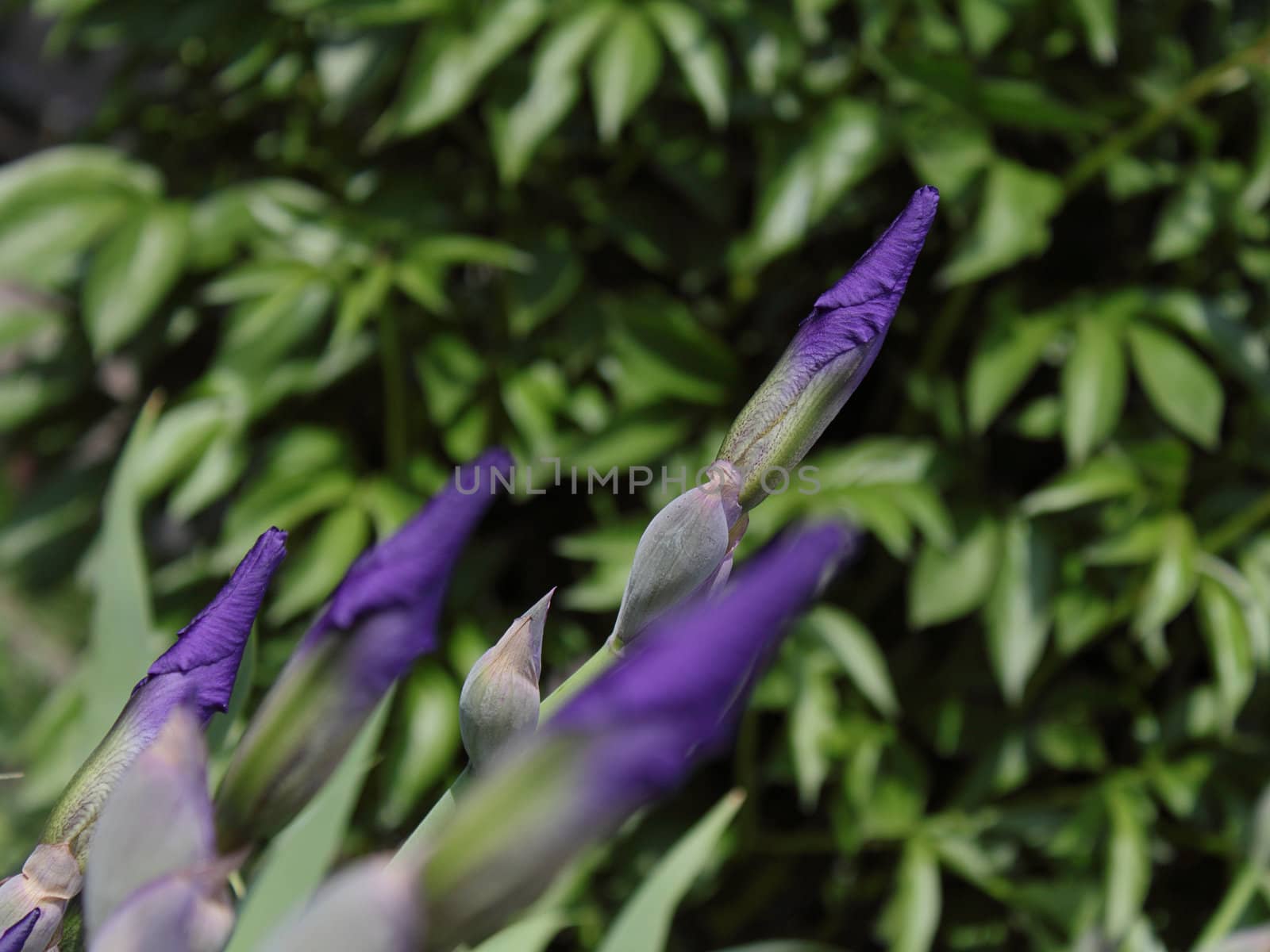 Violet gladiolus buds in the spring day