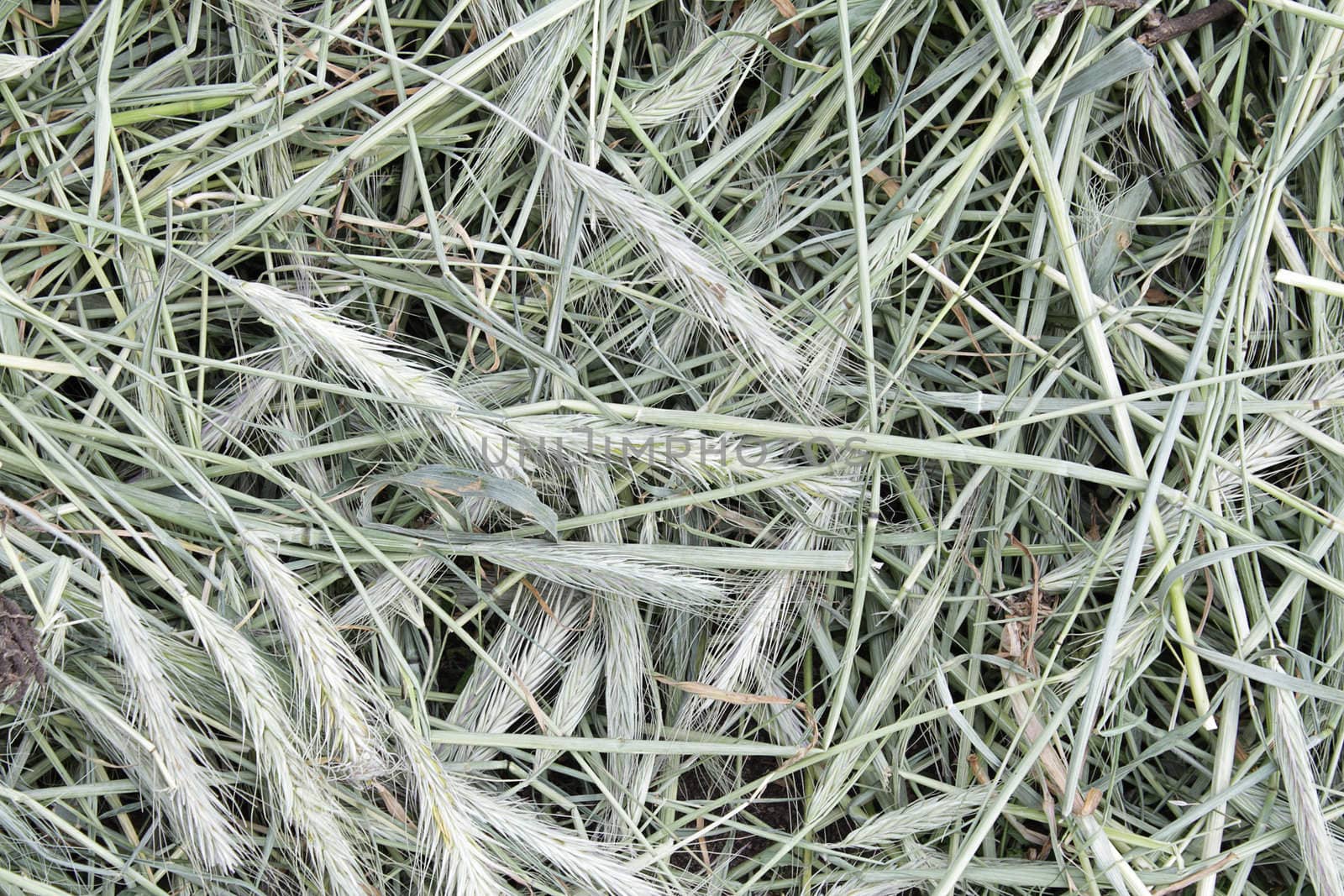 Closeup of grayish hay by pulen