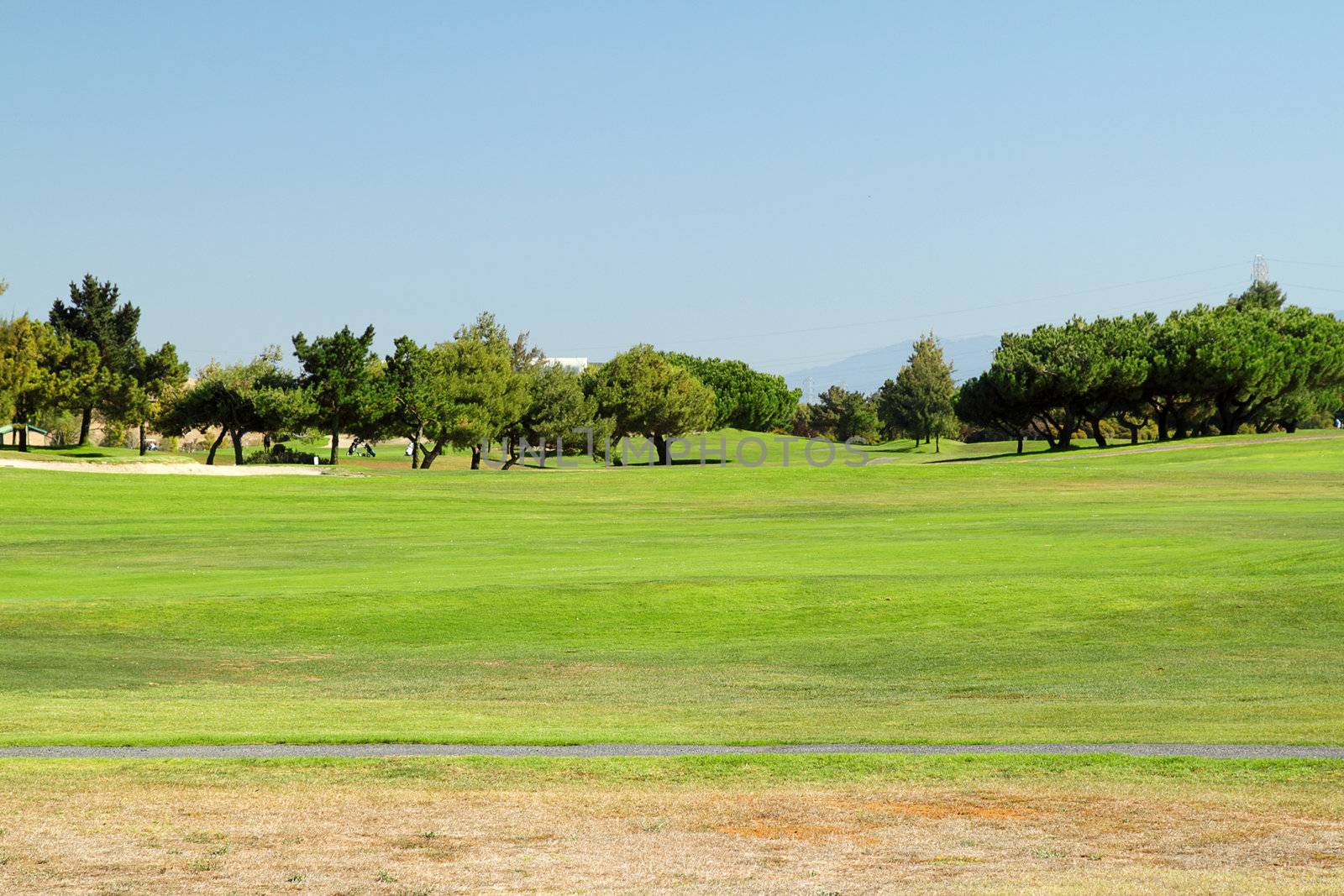 Golf club field with bright green grass in the evening