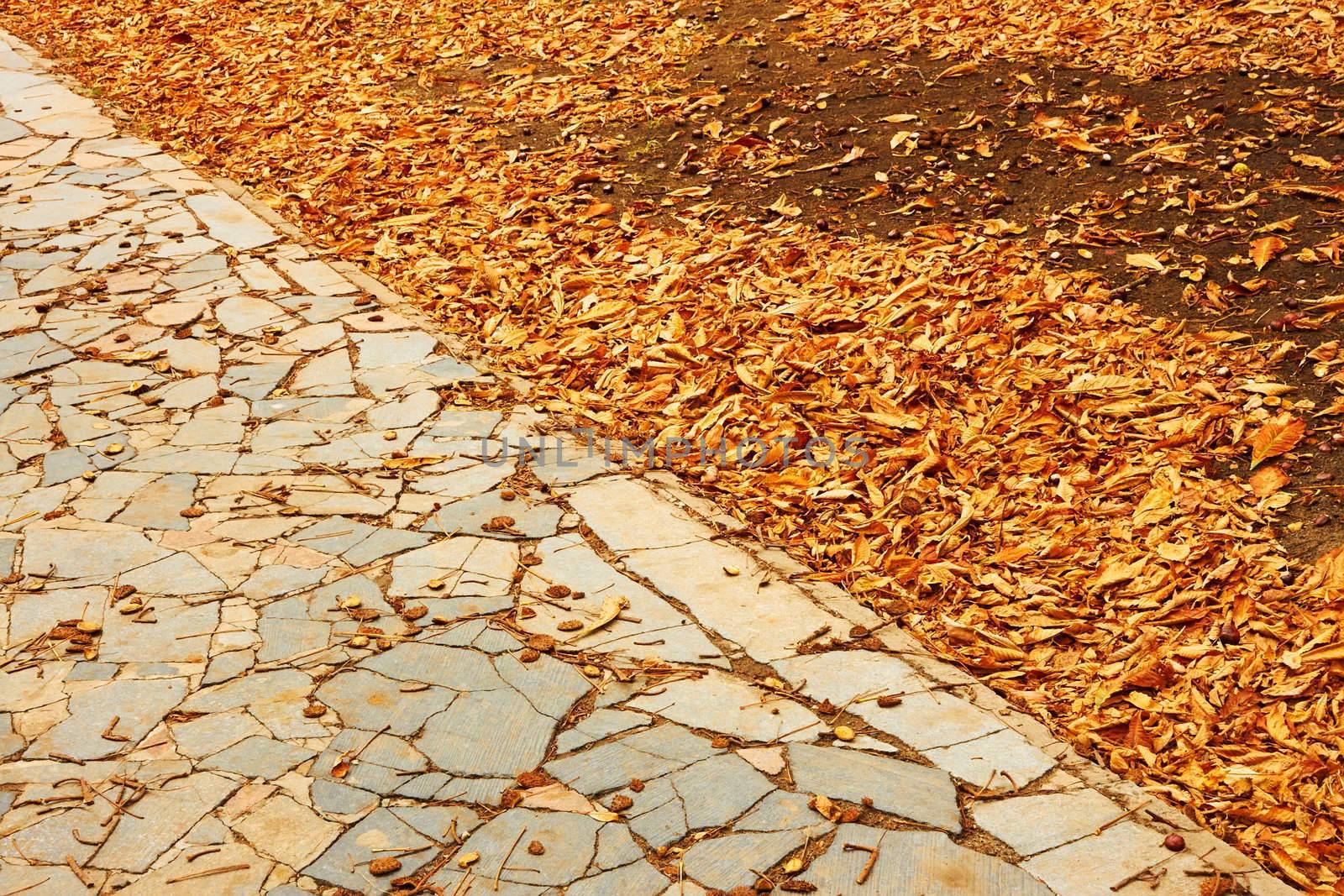 Fallen leaves in park by qiiip