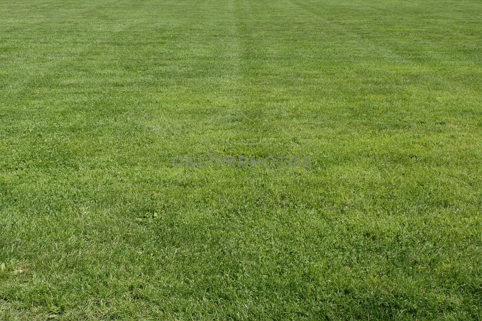 Field of grass by pulen