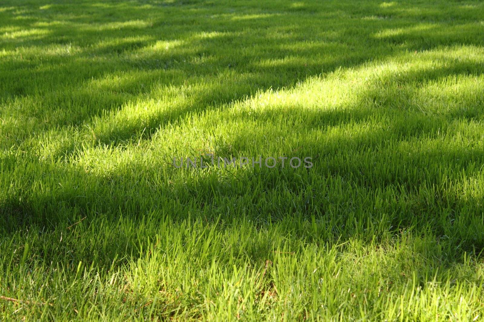 Grass with several sunny spots by pulen