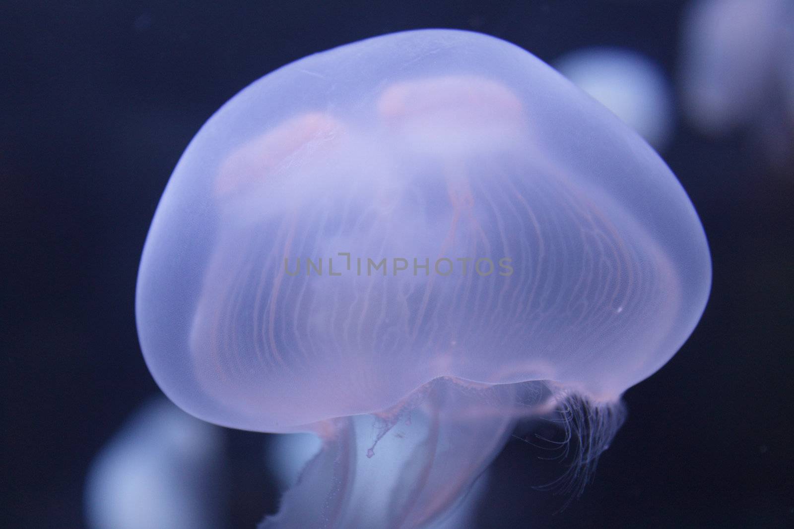 Closeup photo of a bluish jellyfish on dark-blue background