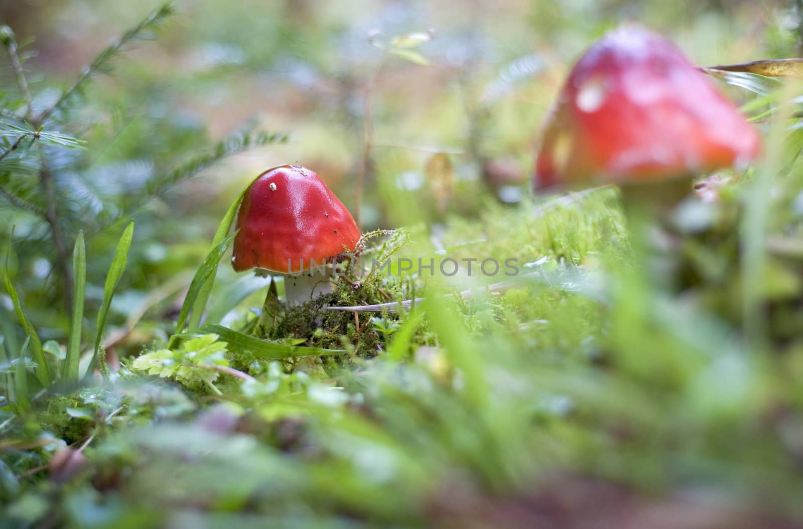 Close-up picture of a Amanita poisonous mushroom in nature