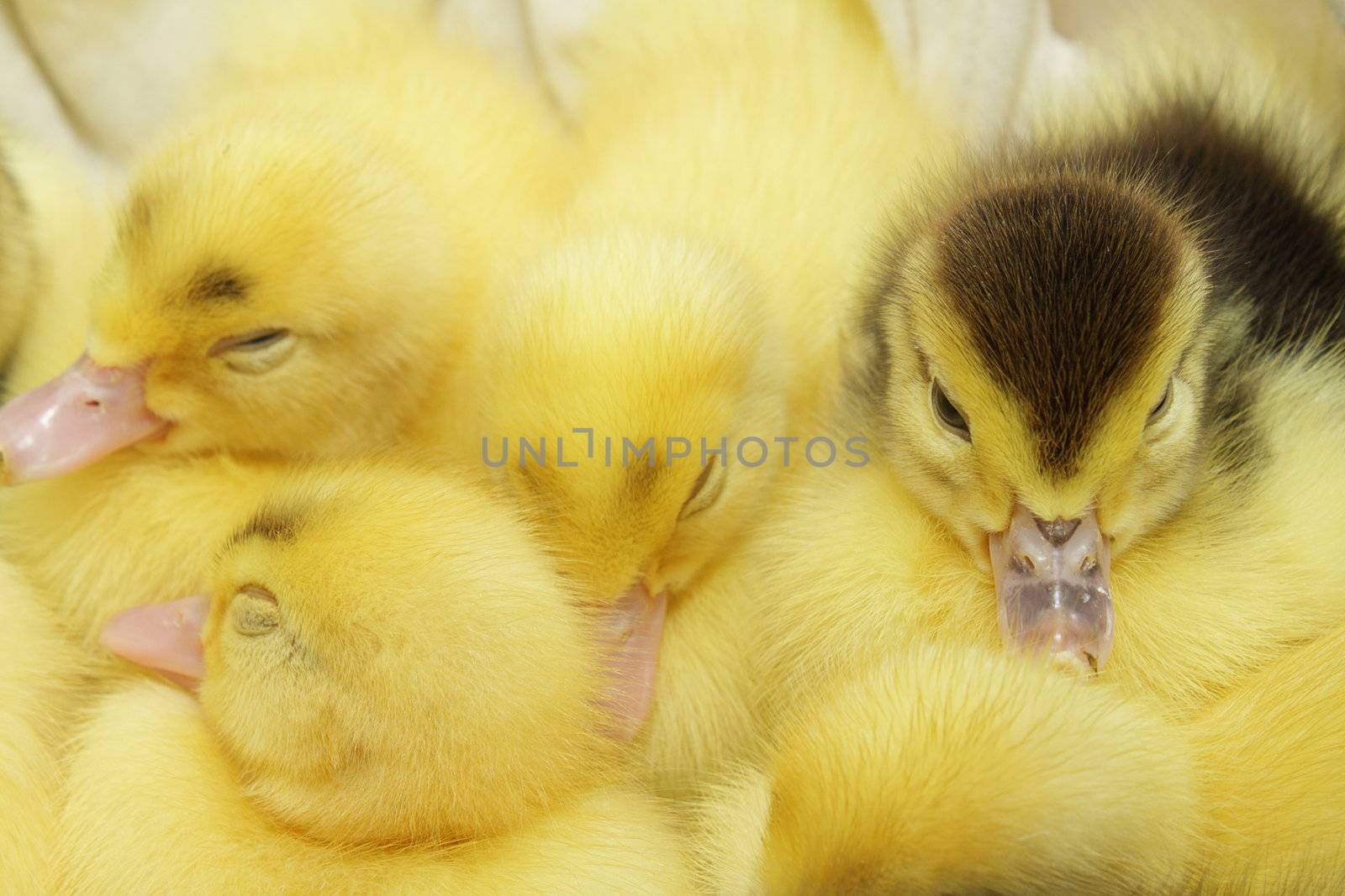 Group of yellow and black ducklings by pulen