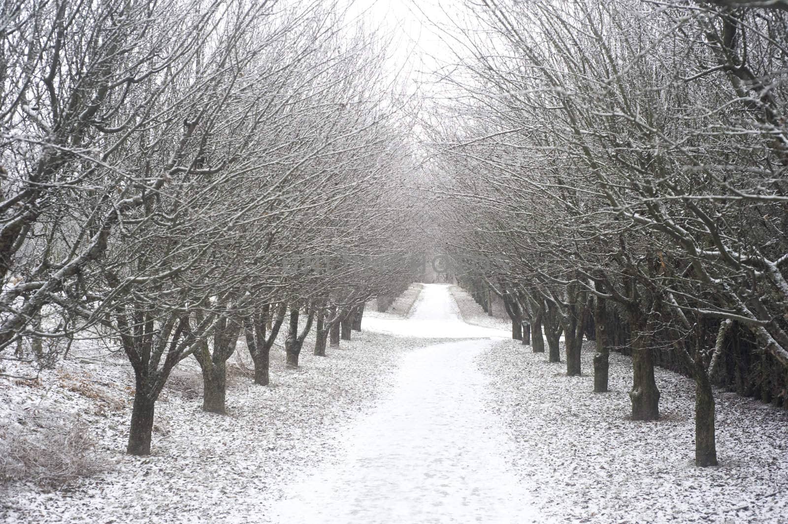 Beautiful park in the winter