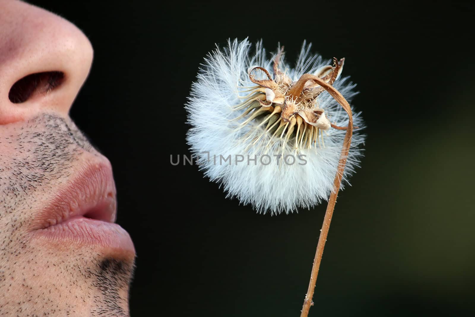 View of some lips blowing a dandelion flower.
