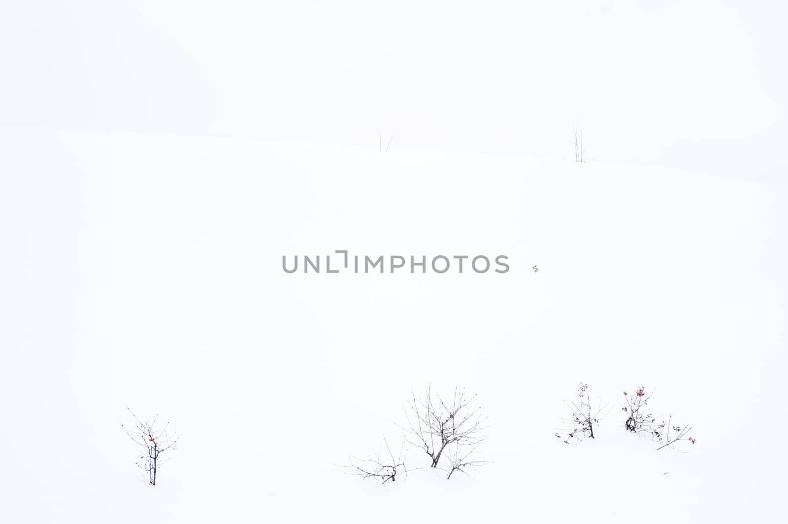 rare shrub on the snow in the winter