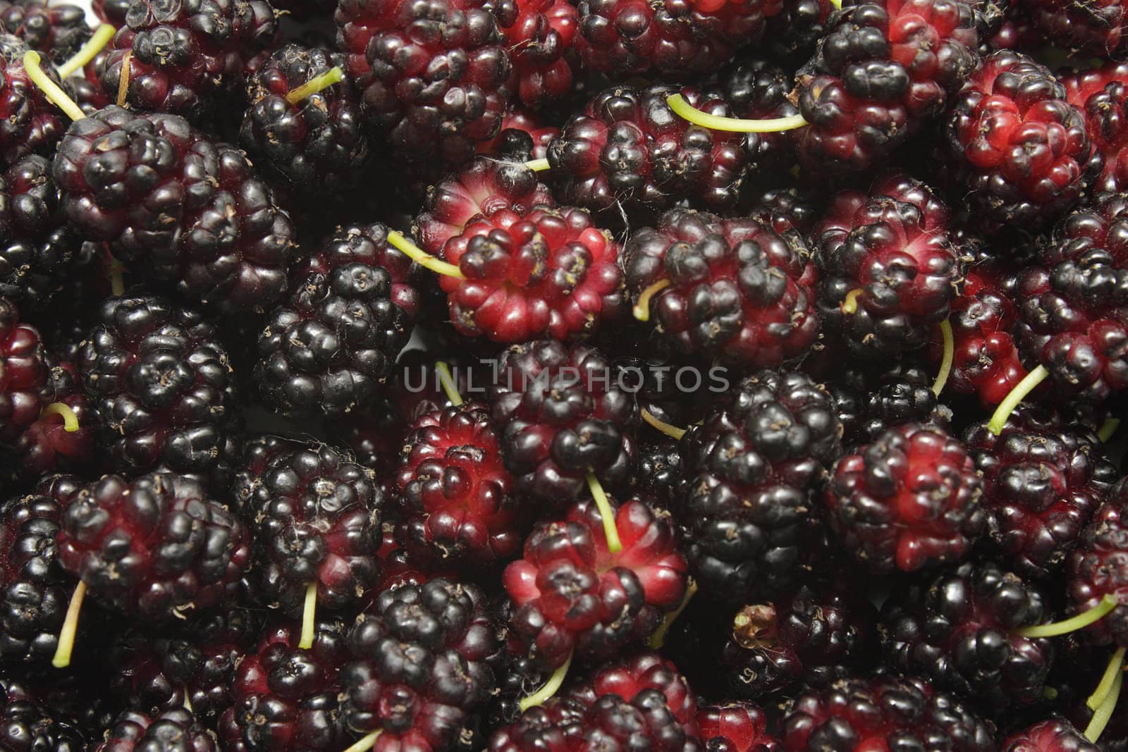 Ripe mulberries by pulen