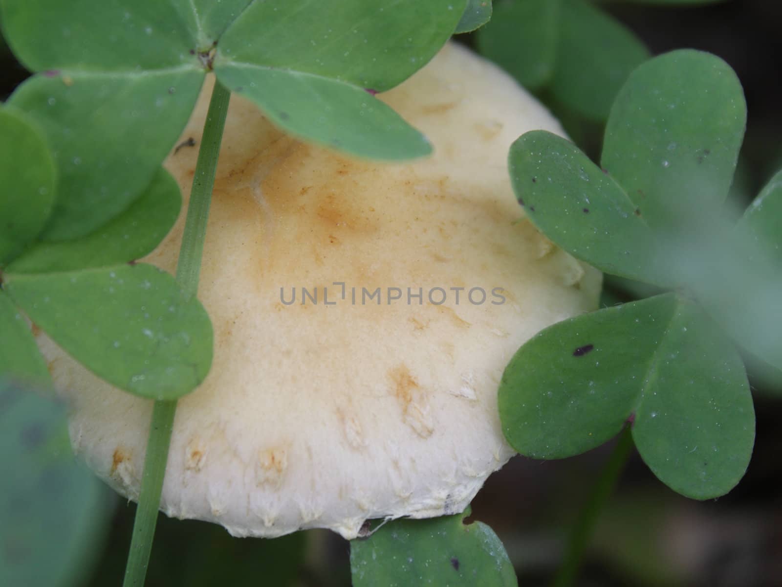 Mushroom among clover by pulen