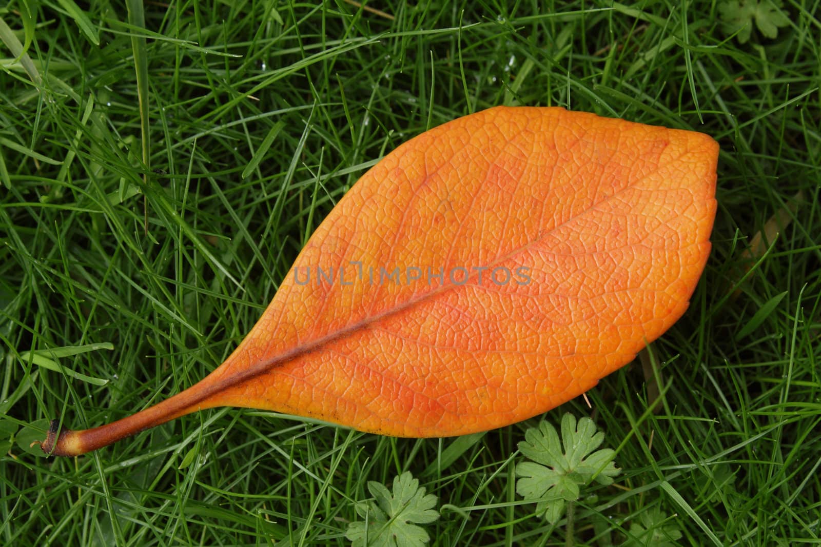 Bright orange leaf lying on green grass