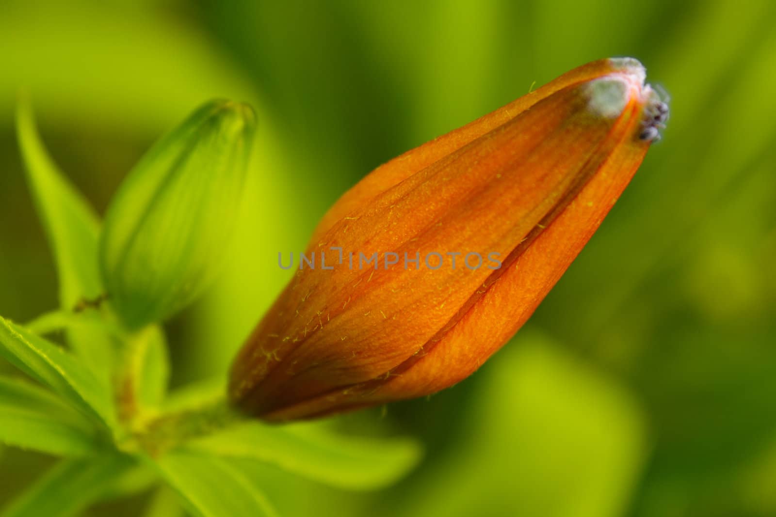 A photo of an orange lily bud