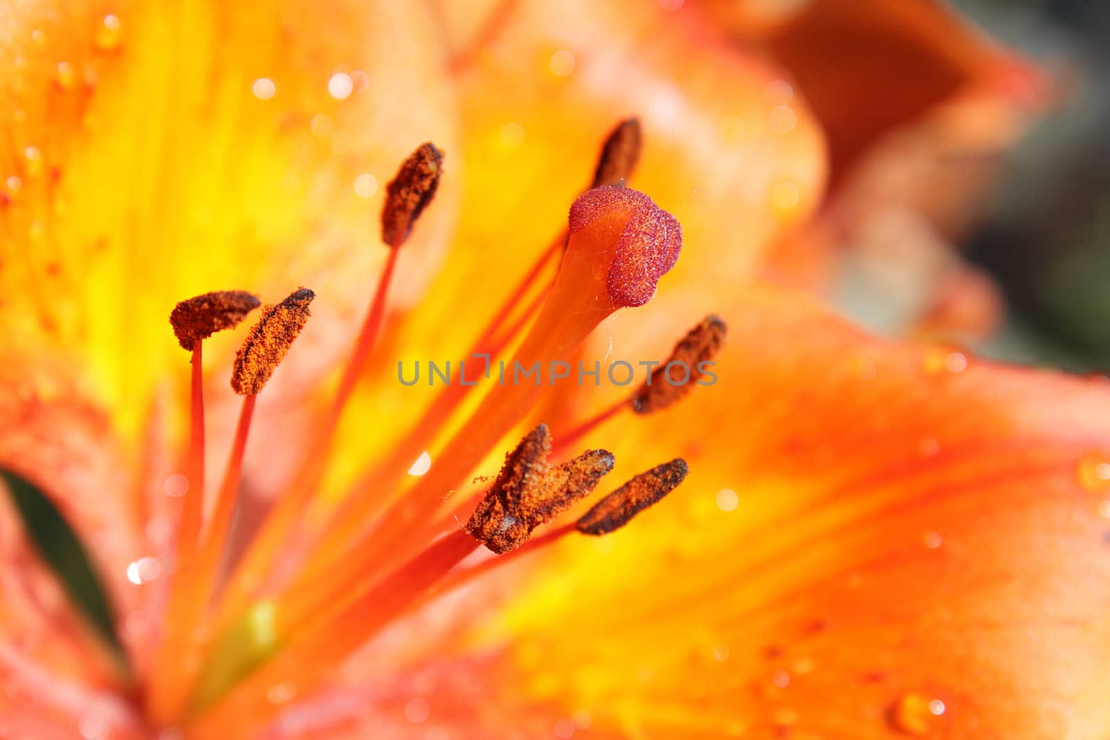 Bright orange lily closeup by pulen