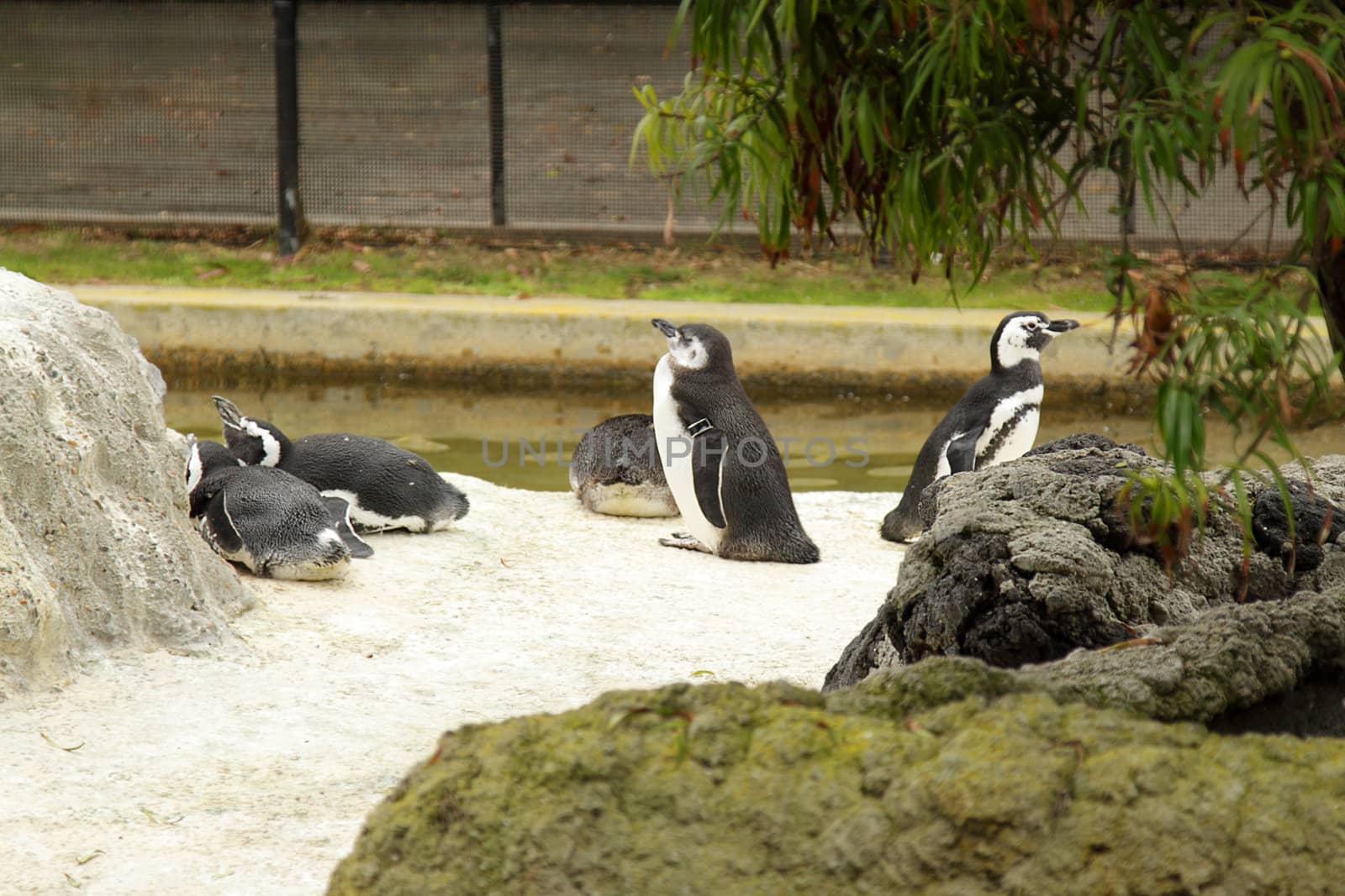 Penguins in zoo by pulen