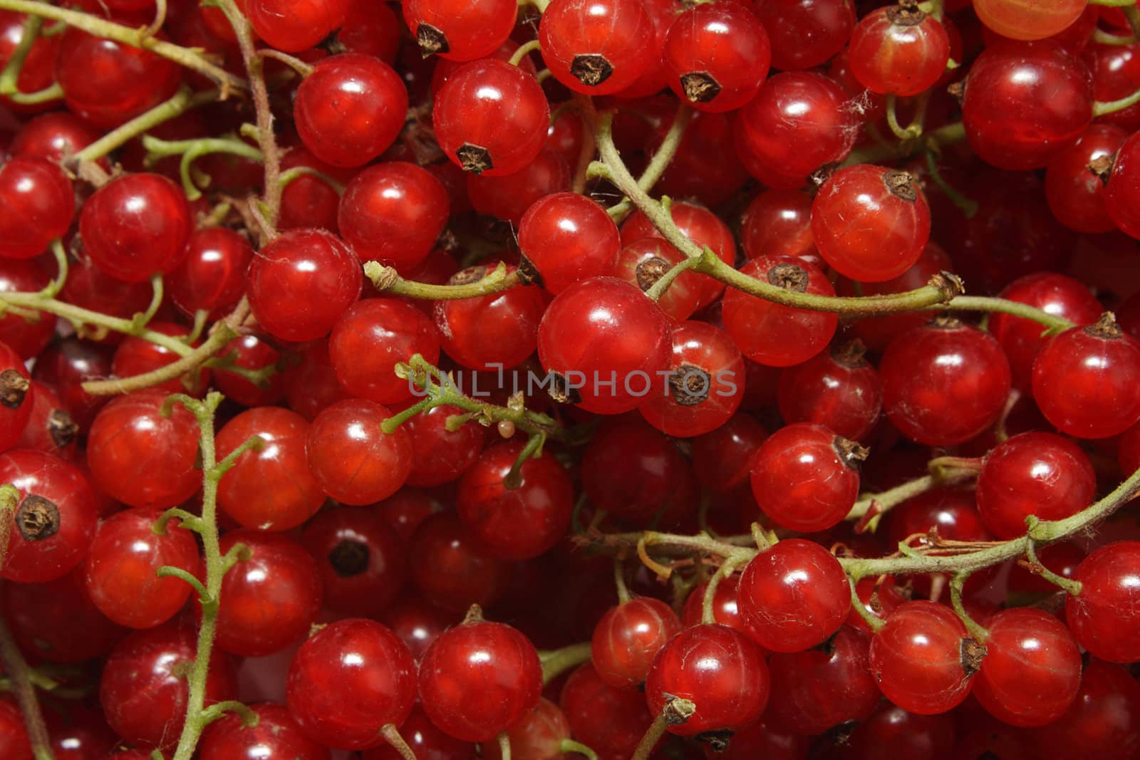 Background with the clusters of ripe red currant