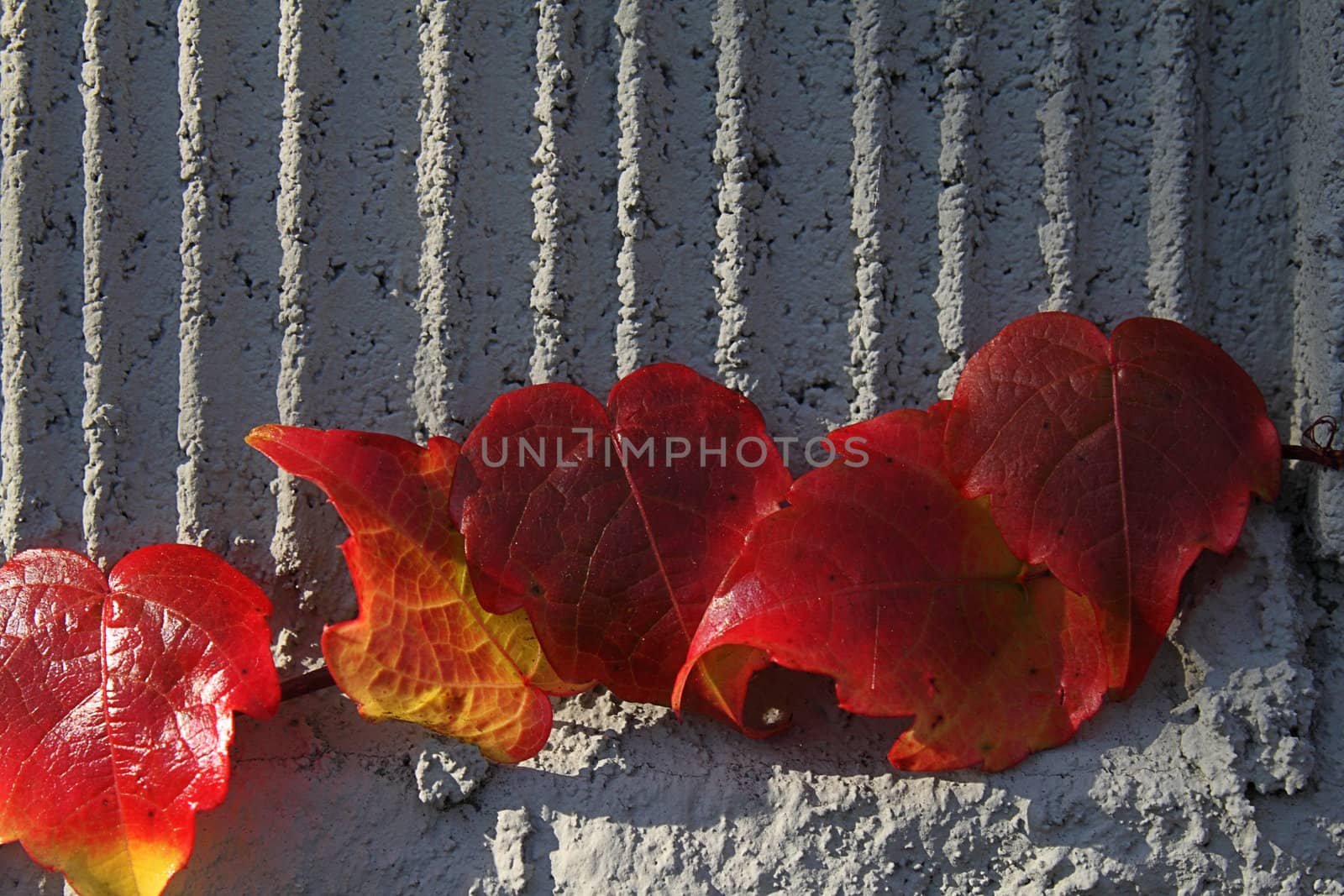 Red leaves on the wall by pulen