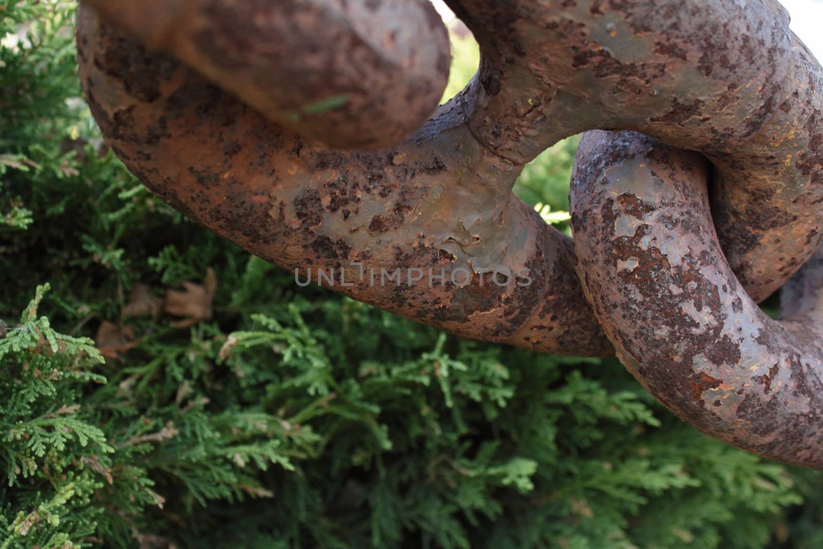 Old rusted chain near the green bush