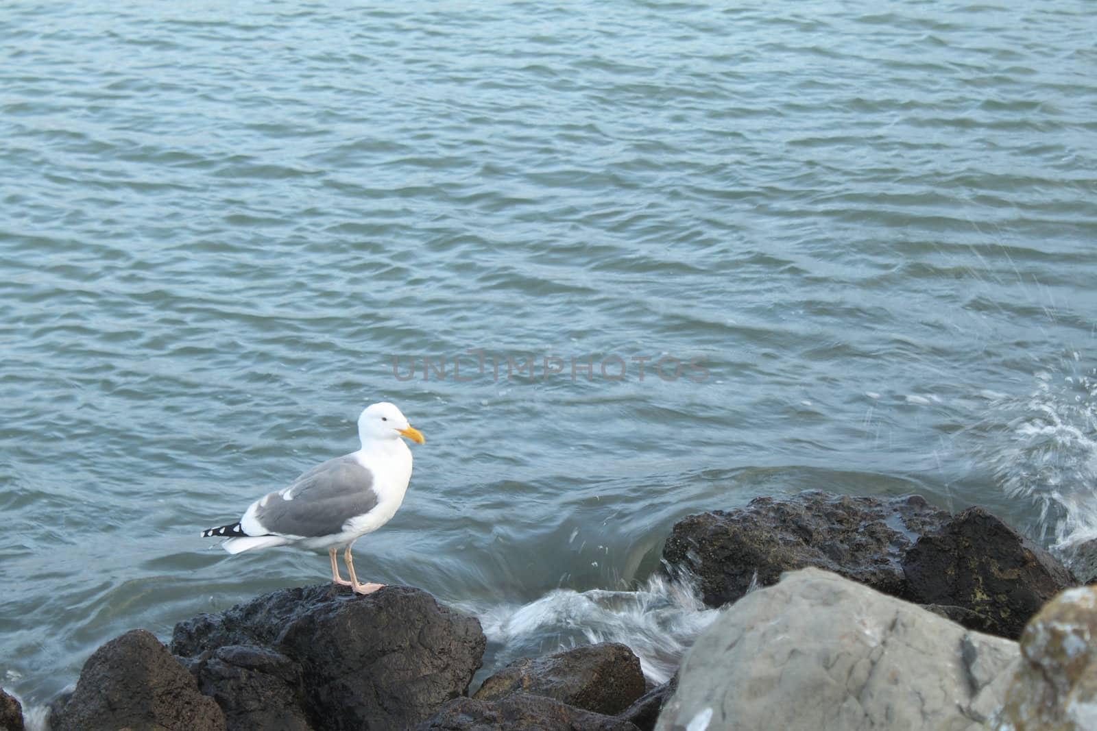 Seagull on rocks by pulen