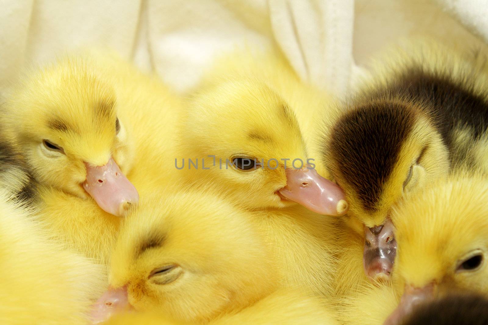 Several yellow and black ducklings sleeping together