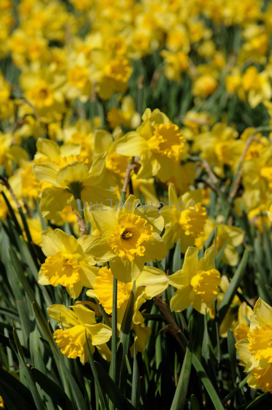 Daffodil by pazham